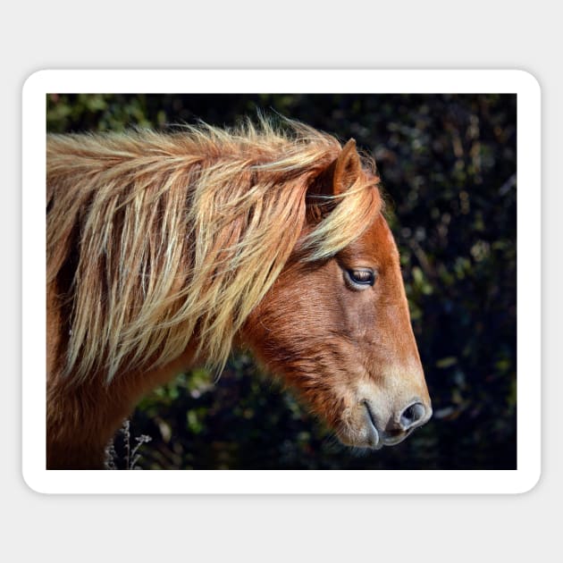 Assateague Pony Portrait Sticker by Swartwout